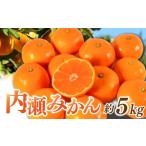 内瀬みかん 約5kg