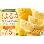 阿部農園のはるか 約7.5kg