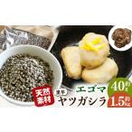 野菜類 サツマイモ 伝統のいも 先行受付 令和8年11月中旬頃