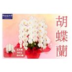 花 胡蝶蘭 白大輪3本立 30輪 008B-007