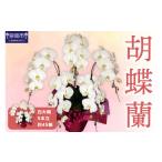 花 胡蝶蘭 白大輪5本立 45輪 008B-012