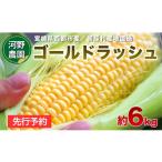 とうもろこし 河野農園 朝どれスイートコーン