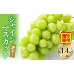 ふるさと納税 ぶどう マスカット 香川県 三木町 訳ありシャインマスカット 約1.4kg入り 2〜4房|訳あり マスカット ぶどう ブドウ 葡萄 果物 フルーツ 人気 香…