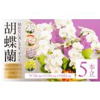 光触媒 造花 胡蝶蘭 5本立 ホワイトピンク