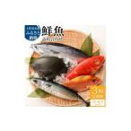 旬の鮮魚等 <3回定期便>
