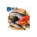 旬の鮮魚等 <11回定期便>