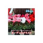 花 苗木 ガーデンシクラメン 色 品種おまかせ