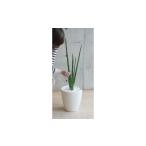花 苗木 サンセベリア 造花 GW-702