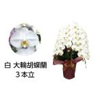 花 99 胡蝶蘭 3本立 A99-2