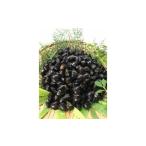 fu.... налог рыба моллюски ... три слоя префектура тутовик название город указанный день необходимо maru yosi вода производство рефрижератор .2kg... корбикула морепродукты . рыба . морепродукты ... предмет тест .. суп 