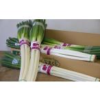 野菜類 ねぎ 軟白長ねぎ 6kg