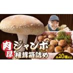 fu.... налог овощи вид .. . Kagawa префектура три дерево блок мясо толщина jumbo .. коробка ..20 шт и больше |...... jumbo мясо толщина шиитаке 20 шт plipli еда чувство коробка .. Kagawa префектура три дерево...
