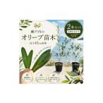 花 苗木 オリーブ オリーブの木 2本