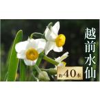 花 南 越前水仙 生花 切花 約40本
