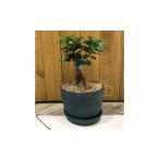 苗木 ガジュマル植え込み 009D-055