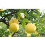 ふるさと納税 みかん・柑橘類 高知県 宿毛市 宿毛青果の宿毛産文旦10kg贈答用