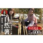 人参 大根 他根菜 年内発送 日本百名山 自然薯