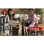 人参 大根 他根菜 年内発送 日本百名山 自然薯