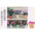 花 季節の鉢花おまかせセット 3~4鉢 鉢植え