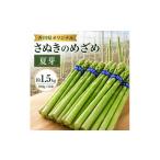 野菜類 アスパラガス さぬきのめざめ 夏芽 約1.5kg