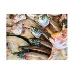 干物 H22-175.竹中水産の定期便2回