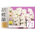 光触媒 造花 胡蝶蘭 7本立 ホワイトピンク