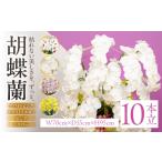 光触媒 造花 胡蝶蘭 10本立 ホワイトピンク