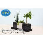 花 苗木 S060-001_キューブ トゥーリオ
