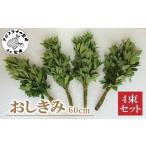 花 苗木 おしきみ60cm 4束セット しきみ
