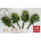 花 苗木 おしきみ4束セット しきみ ハナシバ