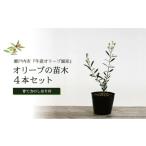 花 苗木 オリーブの苗木4本セット オリーブ