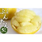 ふるさと納税 みかん・柑橘類 高知県 香南市 文旦 5kg 高知 土佐文旦 5kg (2L〜4Lサイズ) 先行予約 期間限定 間城農園 - 高知産 土佐文旦 柑橘 フルーツ 文旦 …