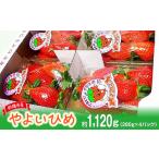 ふるさと納税 いちご 群馬県 前橋市  2026年 先行予約 いちご やよいひめ 約280g×4パック (箱入り) 合計1120g | イチゴ 苺 朝採れ やみつき高品質 たっぷり …