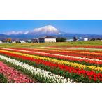 花の花 チューリップ球根15球~20球セット
