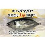 マグロ 鹿児島近海キハダマグロ1尾 008-57