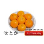 ショッピングせとか ふるさと納税 みかん・柑橘類 香川県 観音寺市 《とろける美味》 せとか 約3kg 甘い みかん （ お取り寄せ おすすめ 美味しい せとかみかん せとかふるさと納…