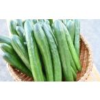 野菜類 7月25日頃~ 京の夏秋きゅうり5kg