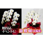 花 胡蝶蘭 大輪系 FAA-117