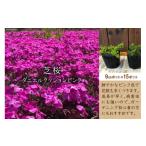 花 苗木 芝桜 ダニエルクッションピンク 15ポット