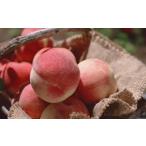 ふるさと納税 もも 山形県 天童市 08-05-006　もも(川中島白桃)2.5kg