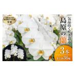 花 CB061気品高く咲き誇り続ける 島原の”蘭”3本立8号鉢36輪
