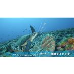 ふるさと納税 鹿児島県 知名町 海の生き物にたくさん出会えるダイビング体験