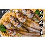 ふるさと納税 干物 京都府 宮津市 丸々太ったハタハタさん。ハタハタ 一夜干し 丸干し お取り寄せ 産地直送 食品 食べ物 おつまみ 魚貝類 干物 贈り物 プレゼ…