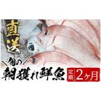 旬の鮮魚等 海の幸 朝獲れ鮮魚2ヵ月定期コース