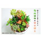 花 苗木 多肉植物の寄せ植え mi0034-0001