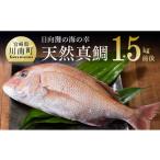 魚貝類 鯛 日向灘の海の幸 天然真鯛 活き締め