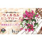 インテリア 花 ウェルカムレンゲローズ 四季咲き