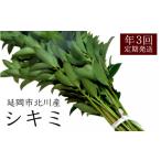 花 苗木 北川産シキミ 80cm程度 3月 8月