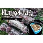 野菜類 きのこ 椎茸の原木栽培2夏経過品