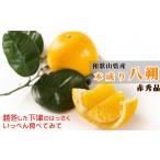 ふるさと納税 みかん・柑橘類 和歌山県 海南市 八朔 はっさく 赤秀 約6kg｜和歌山県海南市産 木成り 完熟はっさく フルーツ 柑橘系 2026年先行予約 甘酸っぱく…